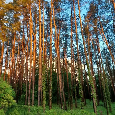Pusynas Palanga